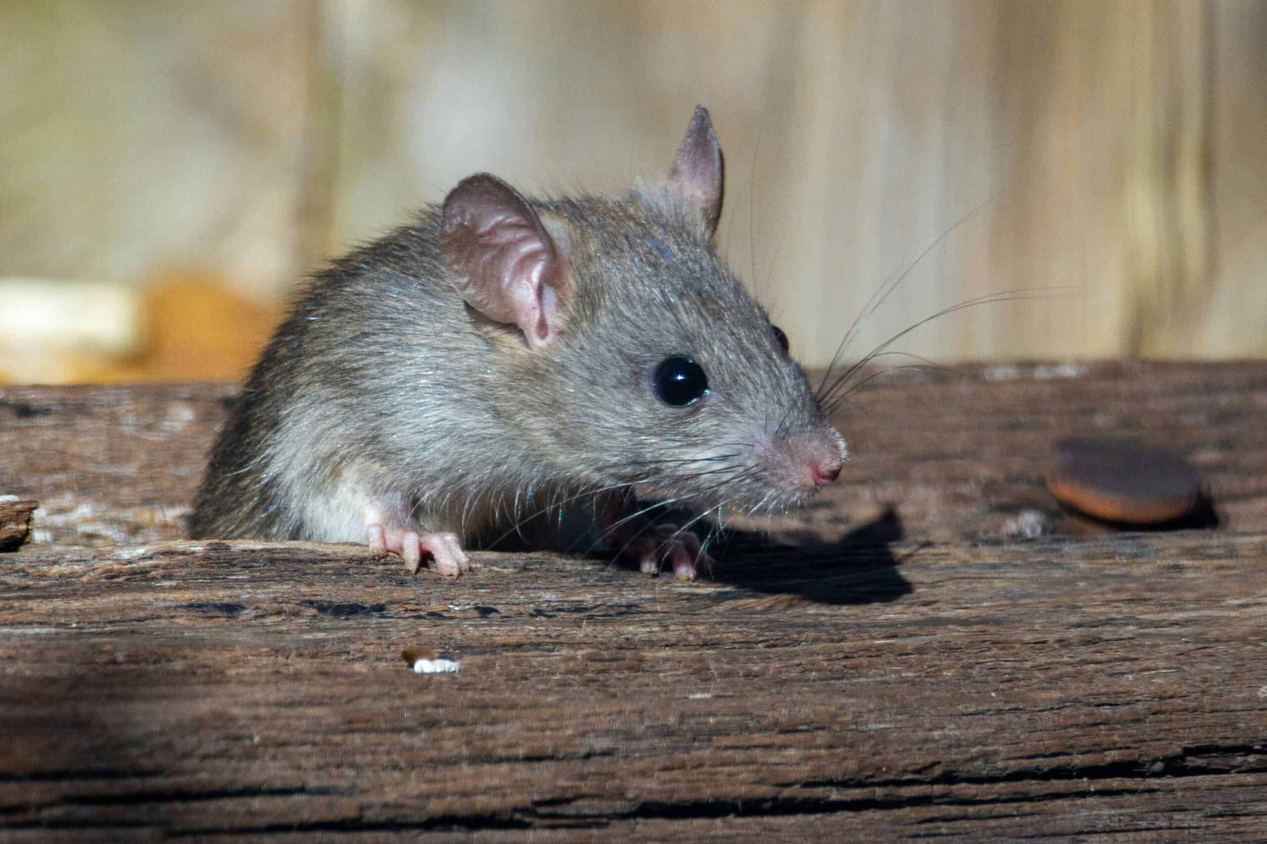 mice removal