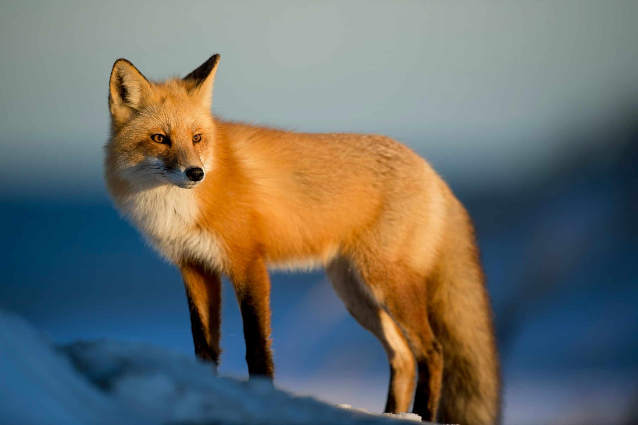 fox removal