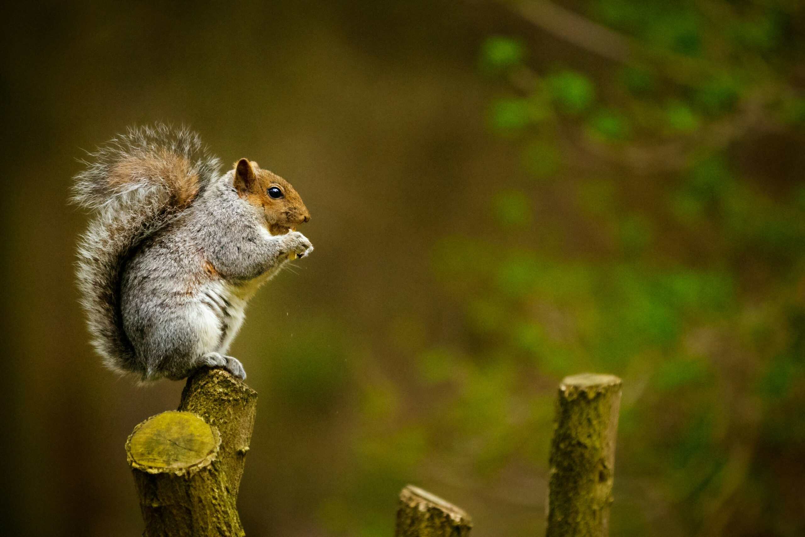 Squirrels in Colorado Springs: Cute Outside, Destructive Inside