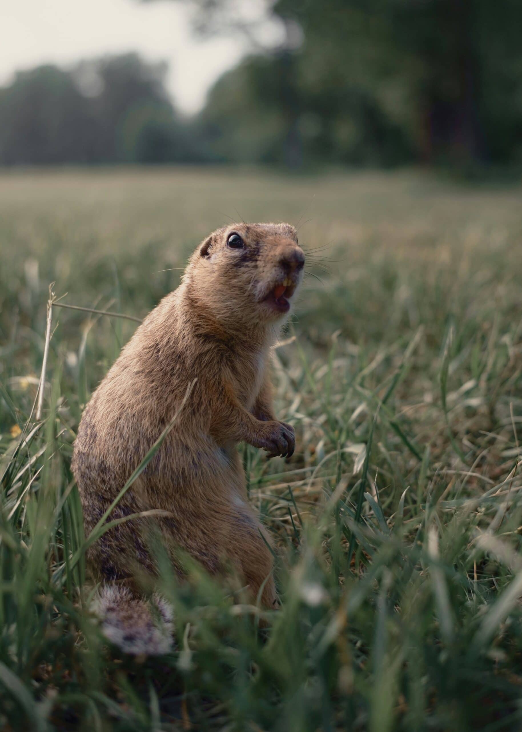 Prairie dog standing upright in a grassy field, alert and watchful.